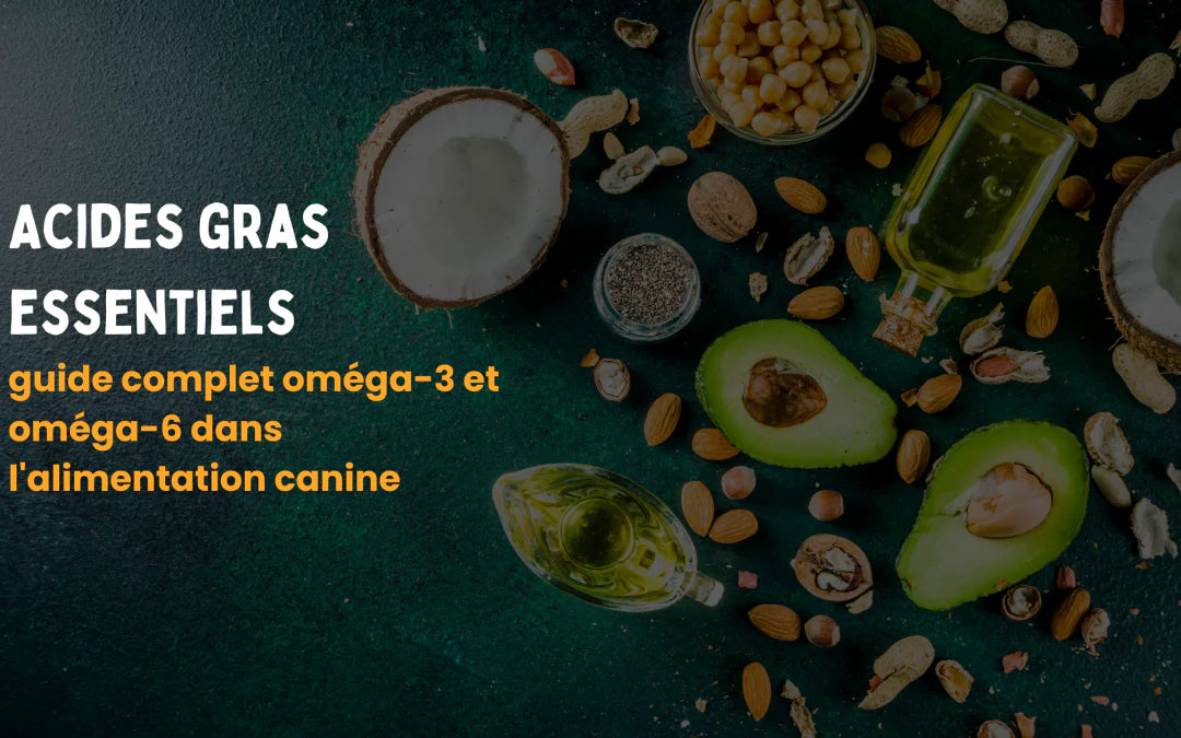 Acides gras essentiels : guide complet oméga-3 et oméga-6 dans l’alimentation canine Image