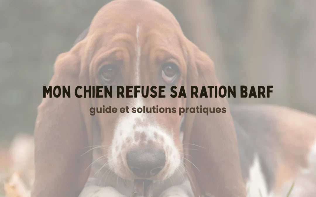 Mon chien refuse sa ration BARF : 7 solutions efficaces Image