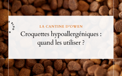 Chien anxieux et reflux : quel lien entre les deux ?
