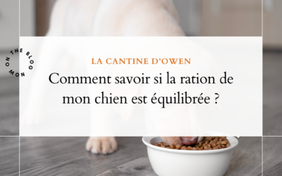 Comment savoir si la ration de mon chien est équilibrée ?