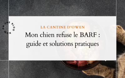 Mon chien refuse le BARF : guide et solutions pratiques