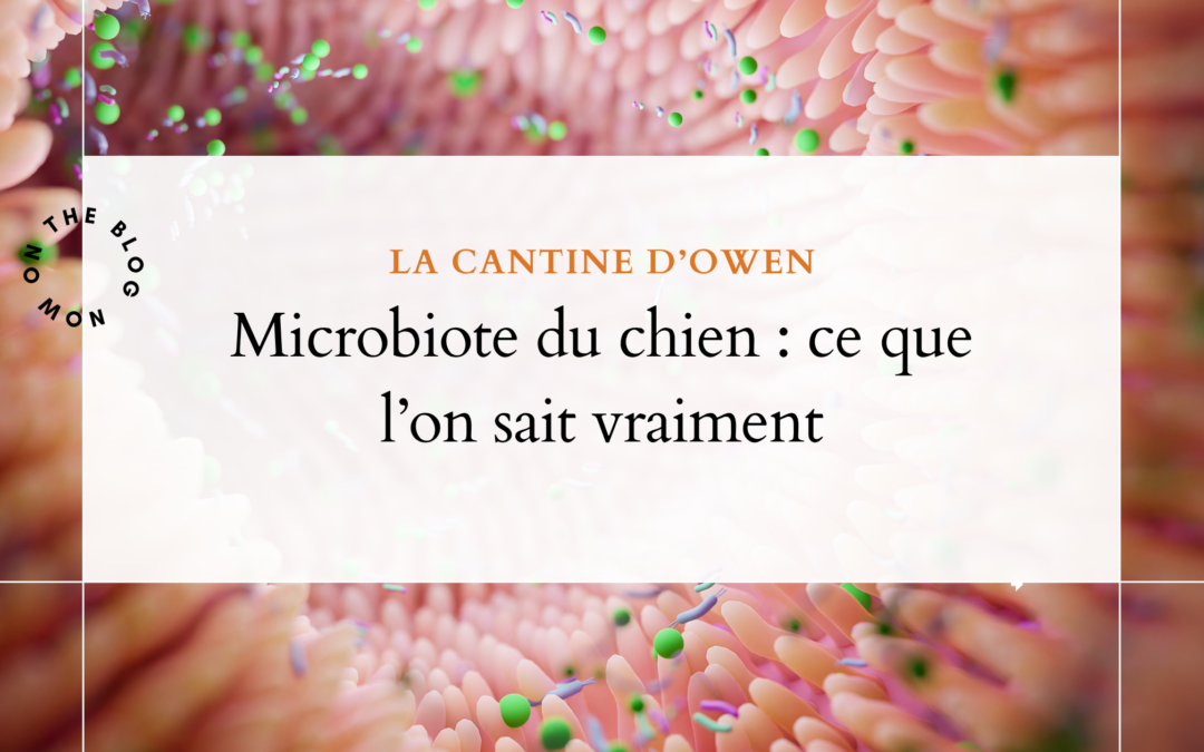 Microbiote du chien : ce que l&rsquo;on sait vraiment