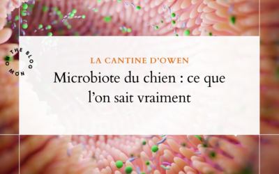 Microbiote du chien : ce que l&rsquo;on sait vraiment