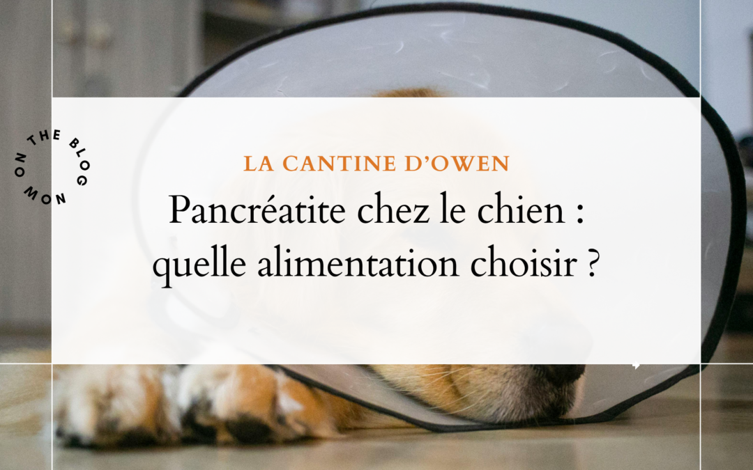 Pancréatite chez le chien : quelle alimentation choisir ?