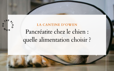Pancréatite chez le chien : quelle alimentation choisir ?