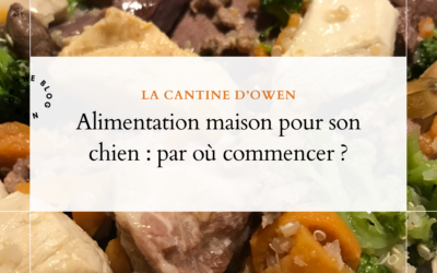 Troubles digestifs chroniques chez le chien : comment s’y retrouver